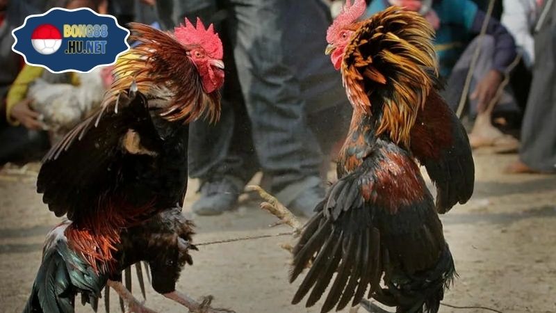 Đá gà S128 – Trải nghiệm đỉnh cao cho cược thủ